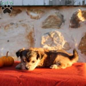 Uriella, Morkie / Yorktese Puppy